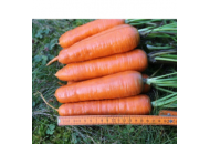 Альтона F1 (1610 F1) - морква, Agri Saaten (Агрі Заатен) Німеччина фото, цiна